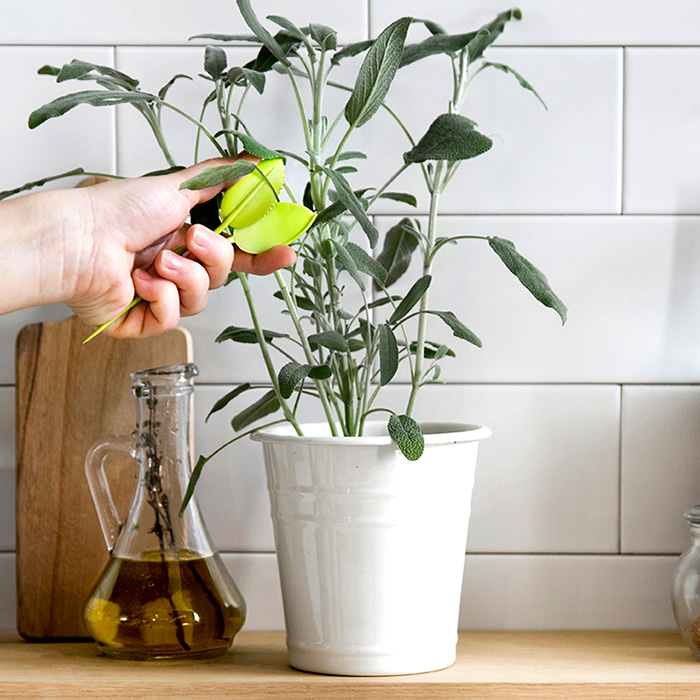 Leafers קוצץ צמחי תבלין