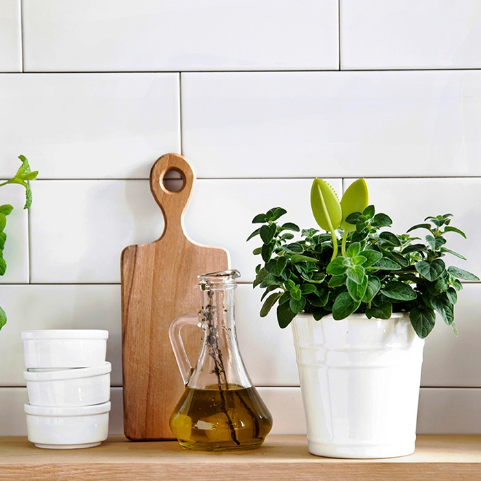 Leafers קוצץ צמחי תבלין